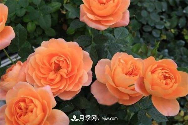 果汁陽(yáng)臺(tái)月季一年開(kāi)幾次花 如何促進(jìn)開(kāi)花(圖1)