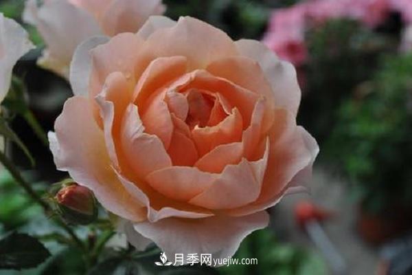 杏色露臺月季的優(yōu)缺點(diǎn)是什么？ 適合新手養(yǎng)殖嗎(圖1)