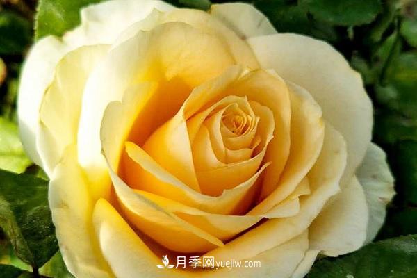 蜜桃雪山月季優(yōu)缺點(diǎn)有哪些？新手可以養(yǎng)嗎？(圖1)