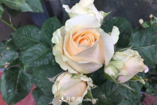 蜜桃雪山月季優(yōu)缺點(diǎn)有哪些？新手可以養(yǎng)嗎？(圖2)