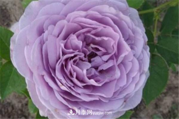 藍(lán)色風(fēng)暴月季怎么養(yǎng) 需要注意什么(圖1)