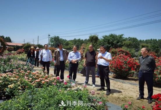 河南省四優(yōu)四化項目 助推南陽月季、梔子產業(yè)發(fā)展(圖2)