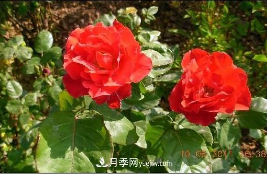 花中皇后——月季花的傳說(圖3)