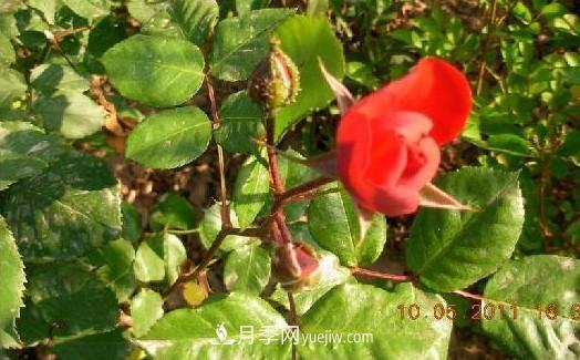 花中皇后——月季花的傳說(圖4)