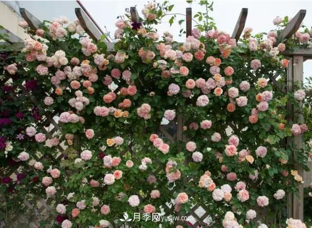 藤月如何選？這些經典品種隨便種一棵，都能美爆你的花園(圖5)