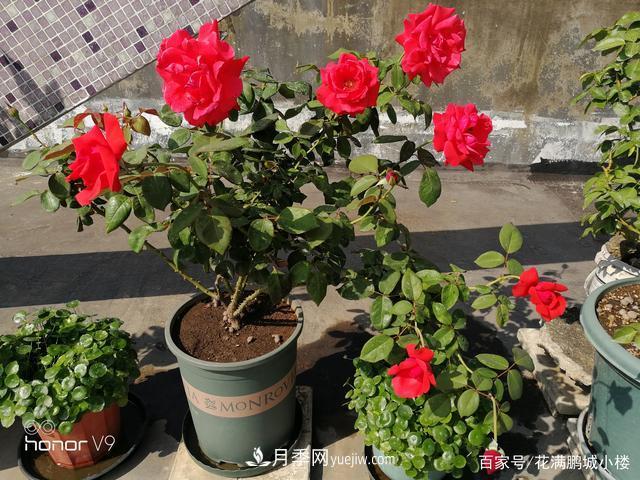 月季入門(mén)推薦級(jí)2個(gè)紅色大花月季品種(圖2)