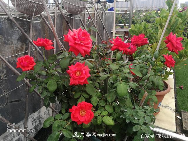 月季入門(mén)推薦級(jí)2個(gè)紅色大花月季品種(圖1)