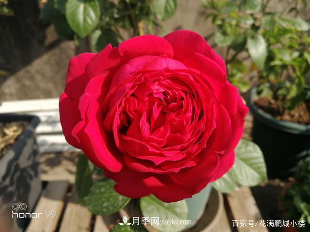 月季入門(mén)推薦級(jí)2個(gè)紅色大花月季品種(圖4)