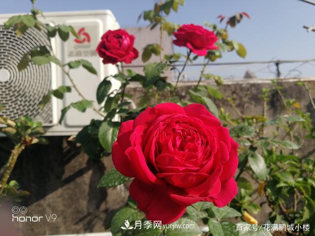 月季入門(mén)推薦級(jí)2個(gè)紅色大花月季品種(圖3)