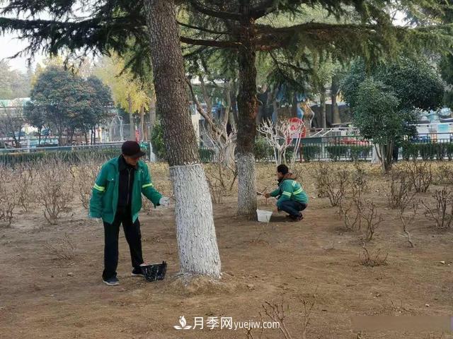 菏澤樹木涂白，讓苗木健康過冬(圖1)