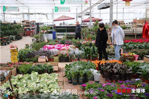 天寒花“艷” 泰安泰山區(qū)苗木花卉上市裝扮正當(dāng)時(shí)(圖2)