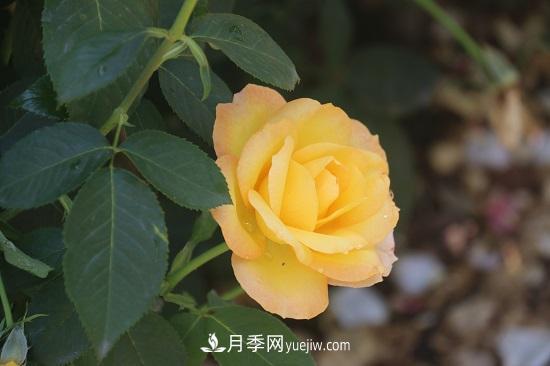 月季修剪，有舍才有得(圖1)