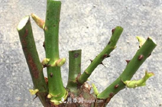 月季修剪，有舍才有得(圖3)
