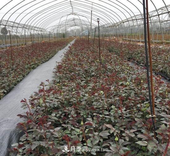 月季苗，南陽月季小苗用于全國各地的月季繁育基地(圖3)