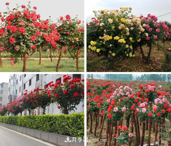 樹狀月季，南陽樹狀月季種植基地(圖2)