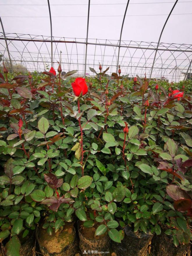 盆栽月季、月季花球、棒棒糖月季樹發(fā)往花卉市場(chǎng)(圖1)