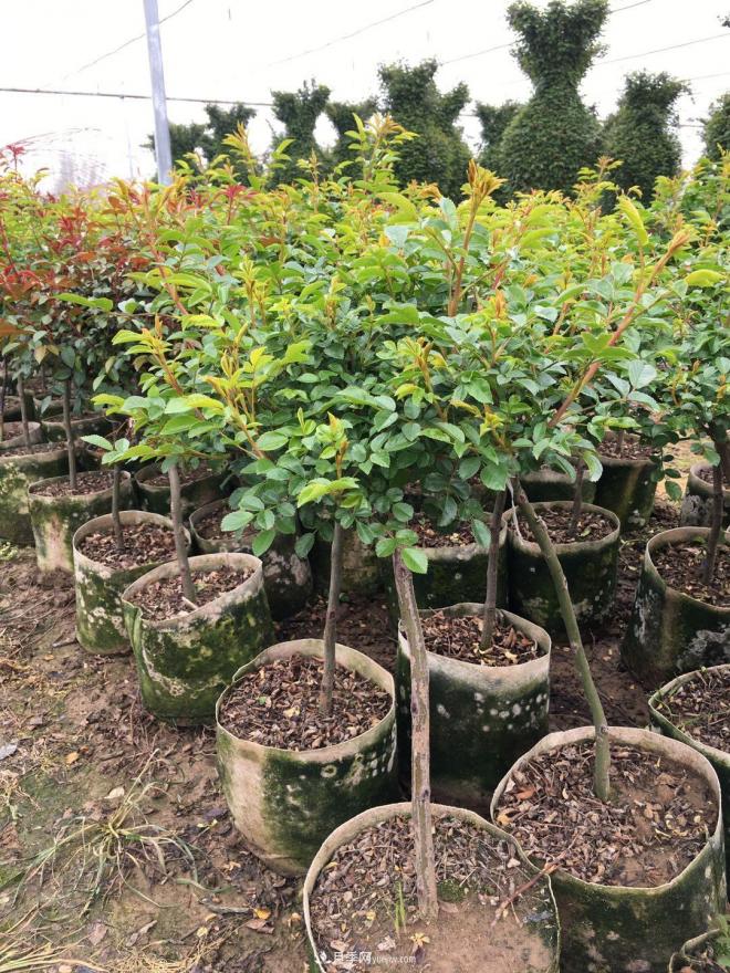 盆栽月季、月季花球、棒棒糖月季樹發(fā)往花卉市場(chǎng)(圖3)