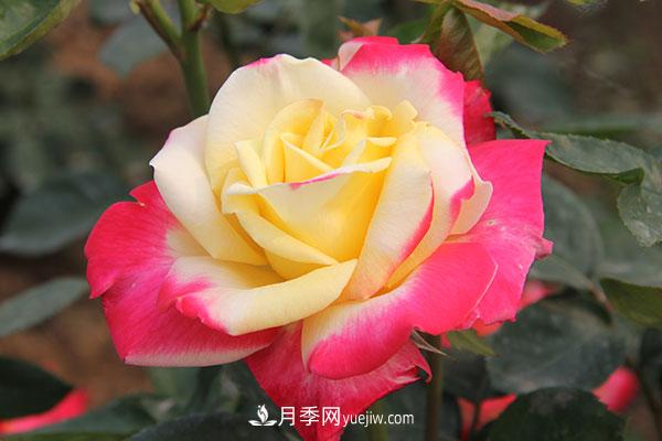 大花月季，大花月季批發(fā)基地(圖1)