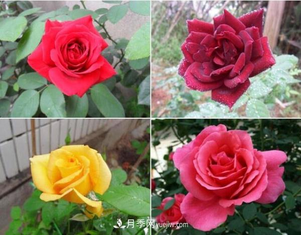 大花月季，大花月季批發(fā)基地(圖2)