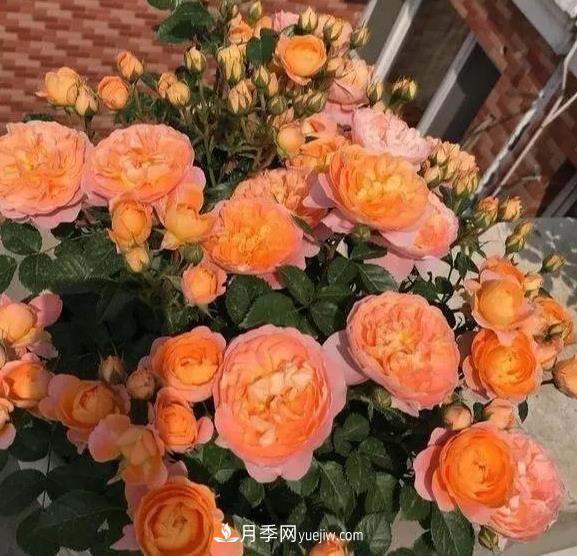 什么微月品種制作棒棒糖月季樹(shù)好(圖2)