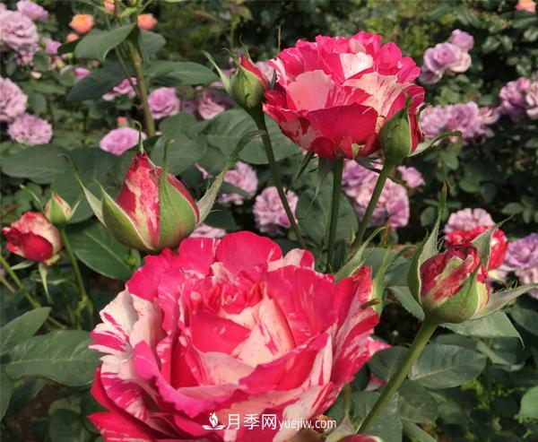 哪些特點(diǎn)是南陽(yáng)樹(shù)狀月季所具備的？(圖1)