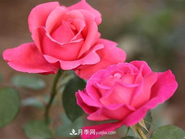 養(yǎng)殖月季花的方法和注意事項分別有哪些呢？(圖1)