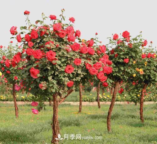 流膠病是月季生產中的常見病和多發(fā)病，它的癥狀是什么？(圖1)