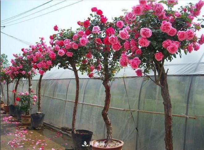 在冬天的時候種植的樹狀月季怕不怕冷？(圖1)