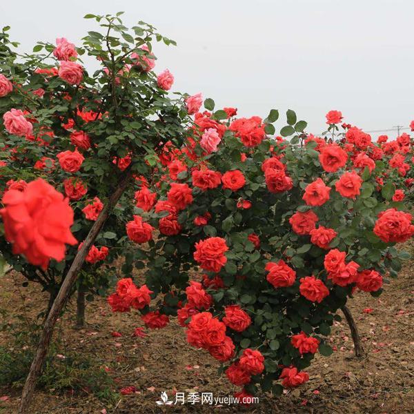 在培育幼齡期的月季時，有哪些需要注意的？(圖1)