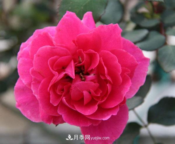 南陽樹狀月季批發(fā)告訴你一些植物成長(zhǎng)的小常識(shí)！(圖1)
