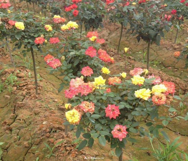 炎熱的夏天如何加強(qiáng)月季植株田間管理？(圖1)