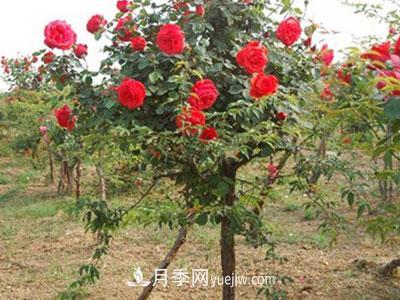 樹(shù)狀月季這兩個(gè)地方的芽是必須要抹掉的，你知道嗎？(圖1)