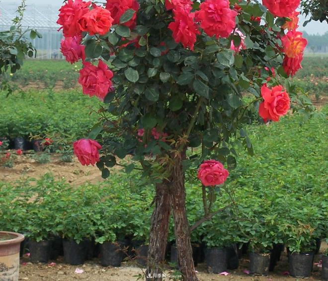 樹狀月季種植后開花不大的原因在哪里和品種有關(guān)系嗎？(圖1)