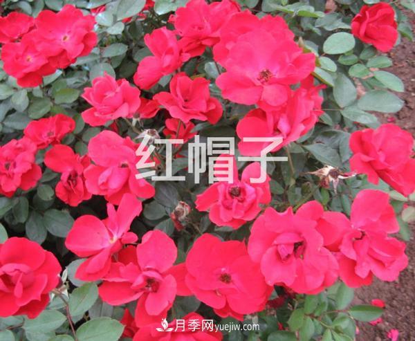 南陽(yáng)月季花基地告訴大家 如何防止月季花越開(kāi)越小(圖1)