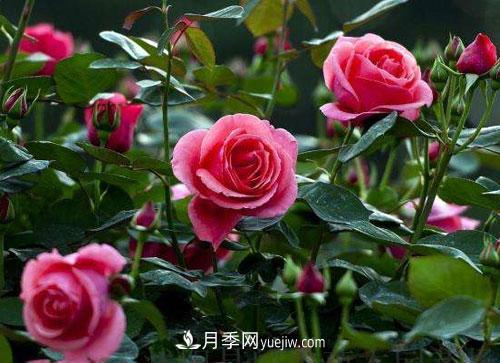 樹狀月季的嫁接修剪技術(shù)，你知道嗎(圖1)
