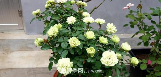 爬藤月季花，一要會(huì)“牽引”，二要會(huì)“修剪”，藤本月季牽引技巧(圖1)