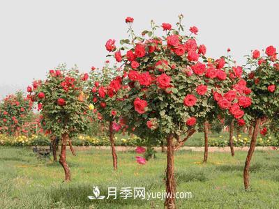 南陽(yáng)月季園主要作盆栽觀賞、點(diǎn)綴草坪和布置花色圖案。(圖1)