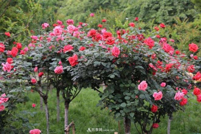 樹狀月季，又稱月季樹、玫瑰樹，樹月的砧木培育與接穗(圖1)