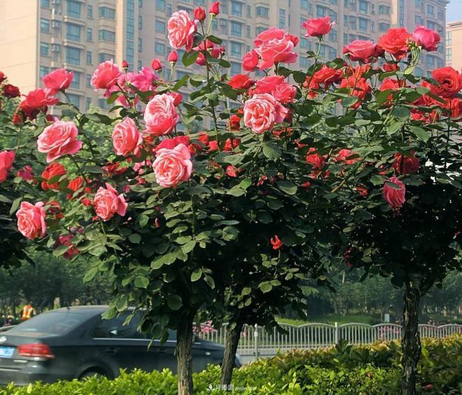 樹狀月季很多人都喜歡種植，但是會(huì)開花少影響觀賞，這是怎么回事呢(圖1)