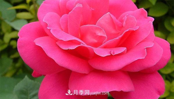 想要月季花朵開的又大又好，這幾個修剪小技巧一定要掌握！(圖1)