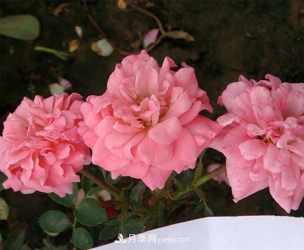 月季是我國(guó)的原產(chǎn)花卉，后來(lái)產(chǎn)生了很多優(yōu)良品種。分別是？(圖1)