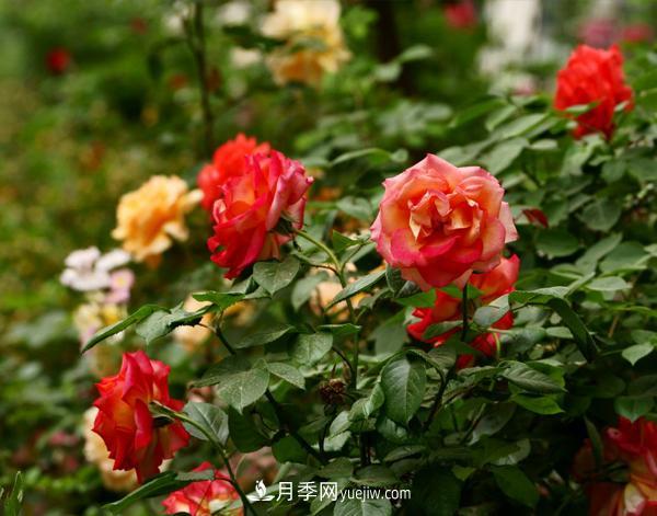 南陽(yáng)月季種植基地揭露3公分高桿月季為何頻繁落葉(圖1)
