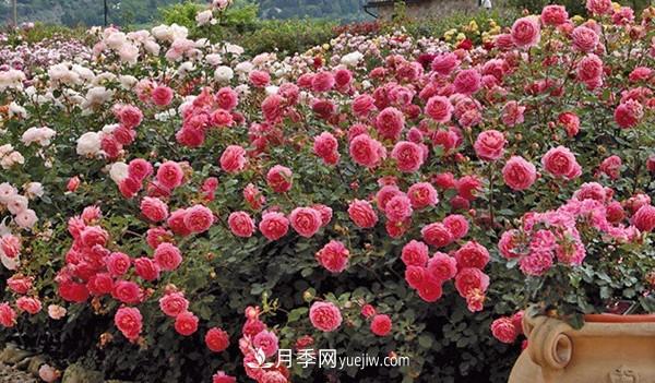 4個(gè)好養(yǎng)的月季品種，隨便一養(yǎng)就爆花，夏天耐熱不怕曬(圖3)