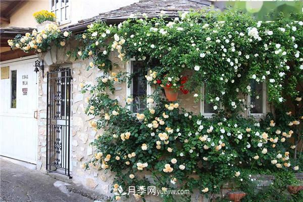 月季在花園中的應(yīng)用場景，美圖欣賞(圖3)
