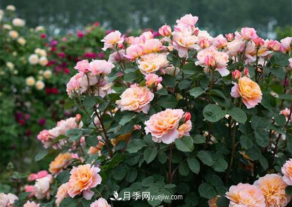 花園藤本月季，9個(gè)優(yōu)秀品種推薦(圖2)