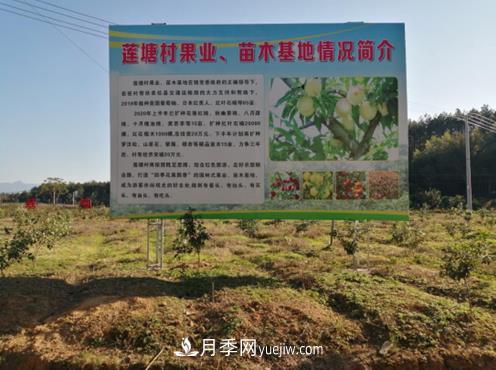 九江武寧縣：發(fā)展苗木基地，壯大綠色經(jīng)濟(jì)，苗木熱賣啦(圖1)