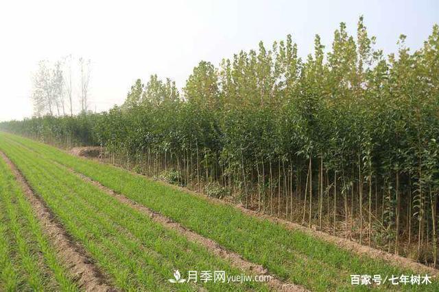 苗木行業(yè)大洗牌后，這些品種價(jià)格將回升！(圖1)