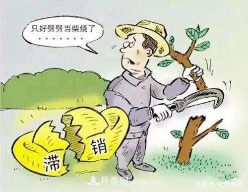 苗木行業(yè)大洗牌后，這些品種價(jià)格將回升！(圖2)