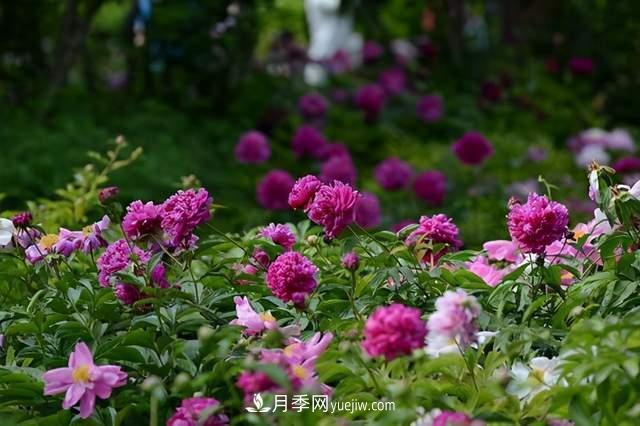 6種宿根花卉，好看好養(yǎng)，觀賞性強(qiáng)綠化帶很常見(圖2)