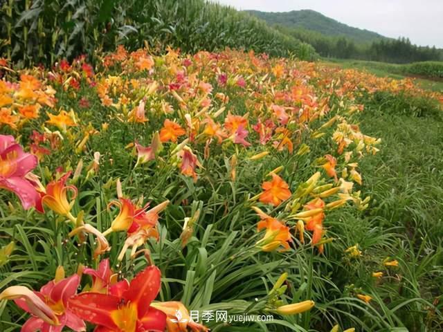 6種宿根花卉，好看好養(yǎng)，觀賞性強(qiáng)綠化帶很常見(圖4)